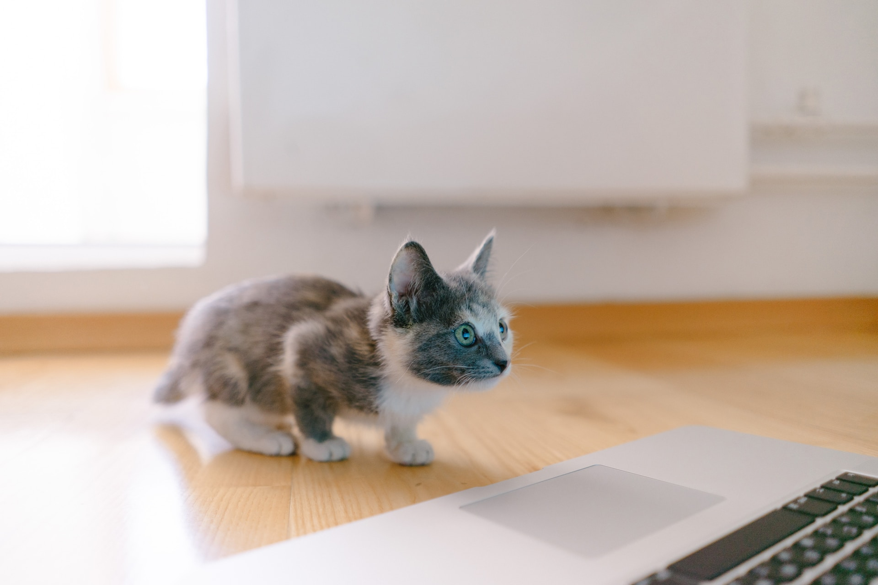 パソコンと子猫の写真